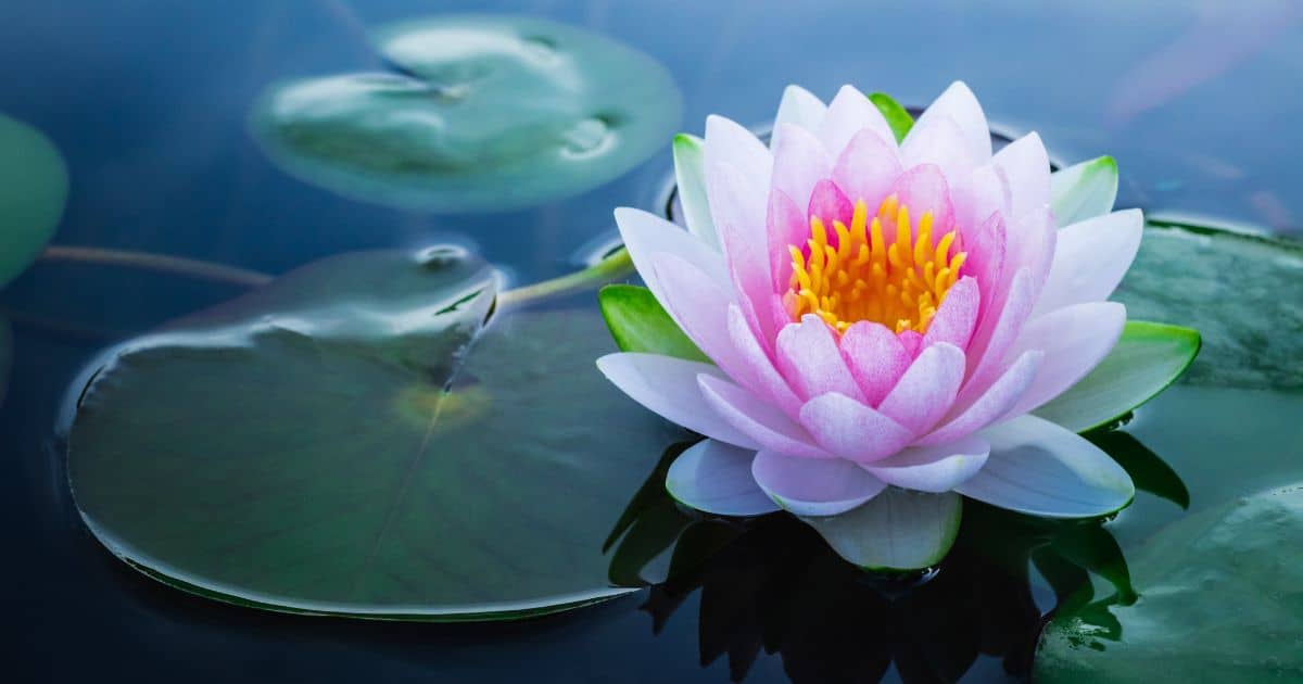 What Does a Lotus Flower Ring Mean? A Simple Guide 3 What Does a Lotus Flower Ring Mean? A Simple Guide