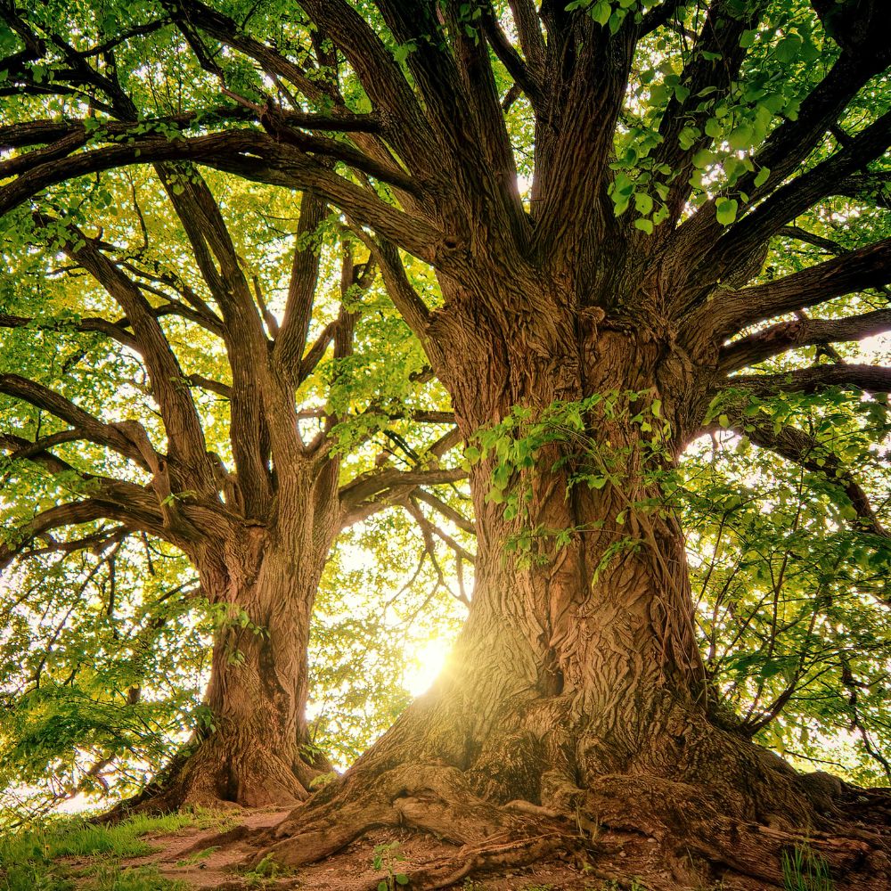 Big tree dream meaning: Unpacking the messages behind your tree dreams. 1 Big tree dream meaning: Unpacking the messages behind your tree dreams.