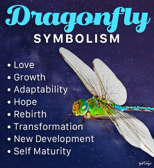 Dragonfly Dream Meaning: What Does It Mean When You See Dragonflies? 2 Dragonfly Dream Meaning: What Does It Mean When You See Dragonflies?