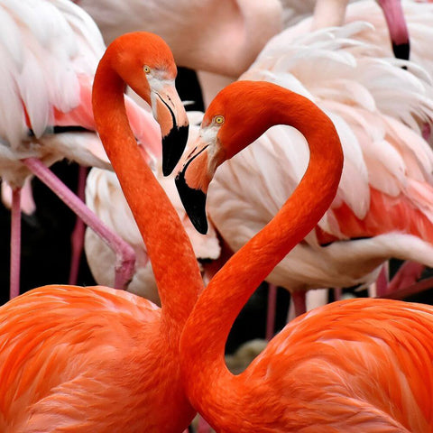 Flamingo Dream Meaning: Good Luck or Bad Sign? 3 Flamingo Dream Meaning: Good Luck or Bad Sign?