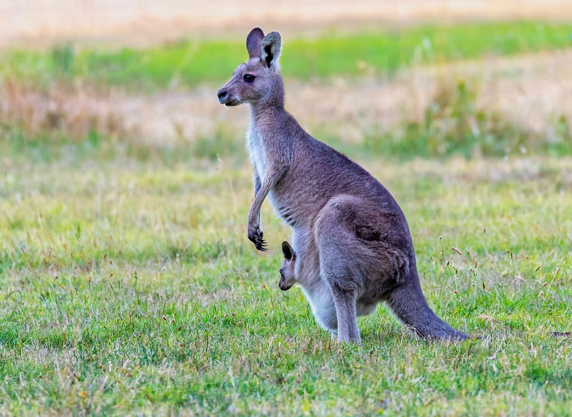 Kangaroo Dream Meaning: Whats the Message Behind Your Dream? 2 Kangaroo Dream Meaning: Whats the Message Behind Your Dream?