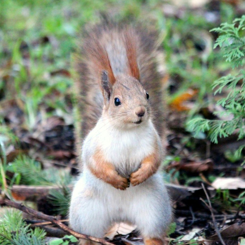 Squirrel in Dream Meaning: Exploring the Spiritual Significance of Squirrel Dreams 3 Squirrel in Dream Meaning: Exploring the Spiritual Significance of Squirrel Dreams