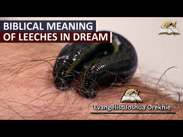 Discover the Hidden Message: Leech Dream Meaning Explained 3 Discover the Hidden Message: Leech Dream Meaning Explained