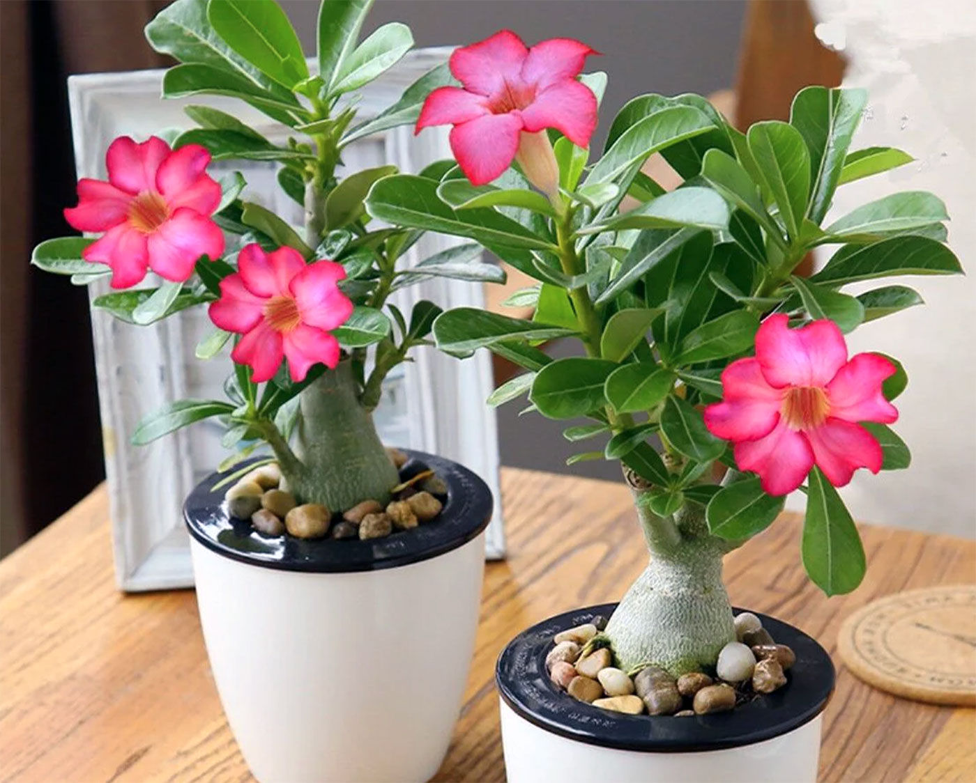 Best Spots for Desert Rose: Feng Shui Your Home for Success