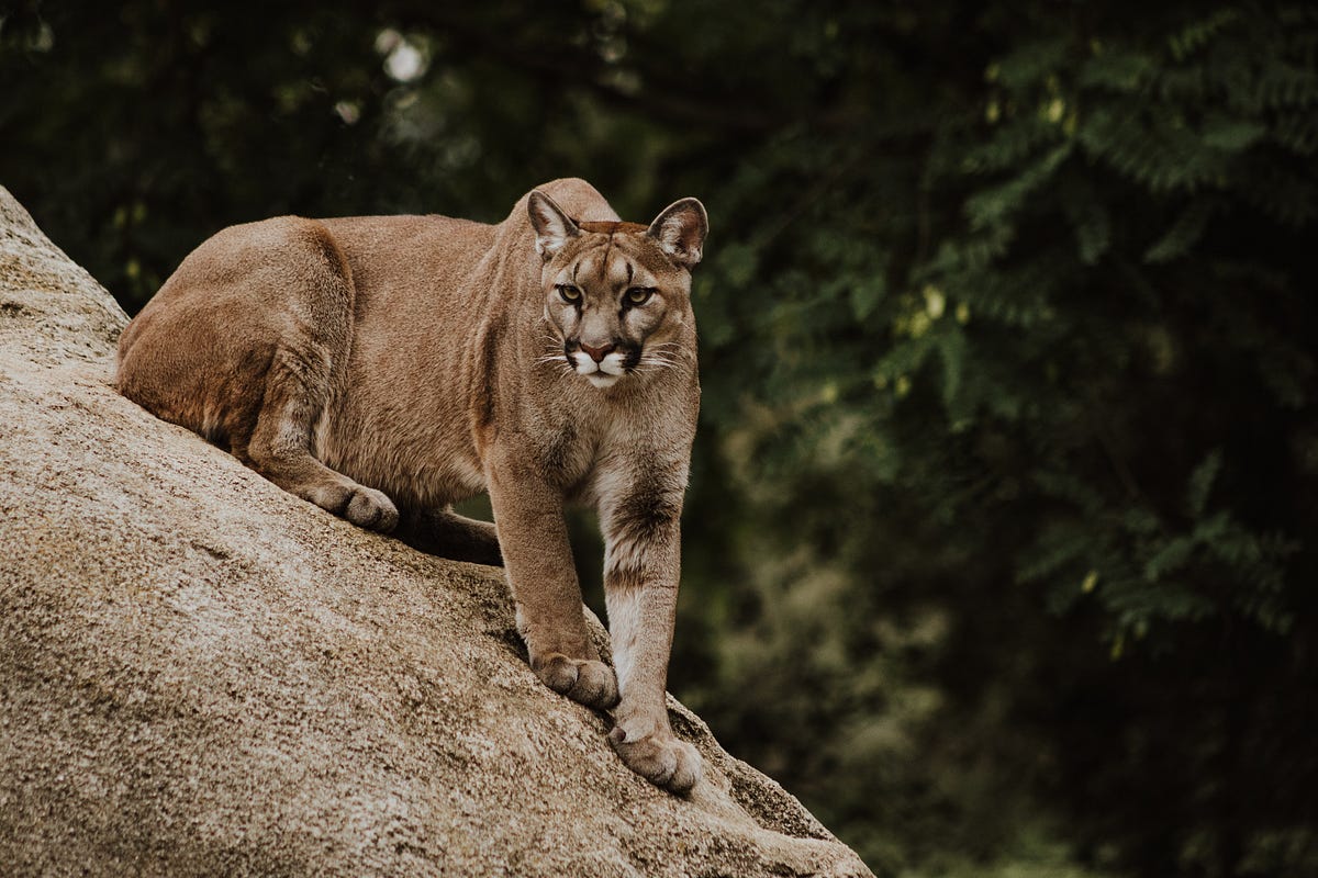 Cougar Dream Meaning: Discover What Your Dream Says 2 Cougar Dream Meaning: Discover What Your Dream Says