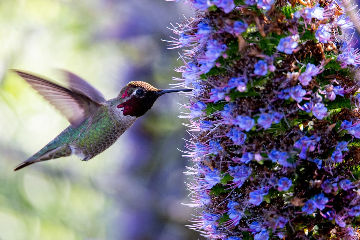Hummingbird in Dream Meaning: What Your Subconscious Is Trying to Tell You
