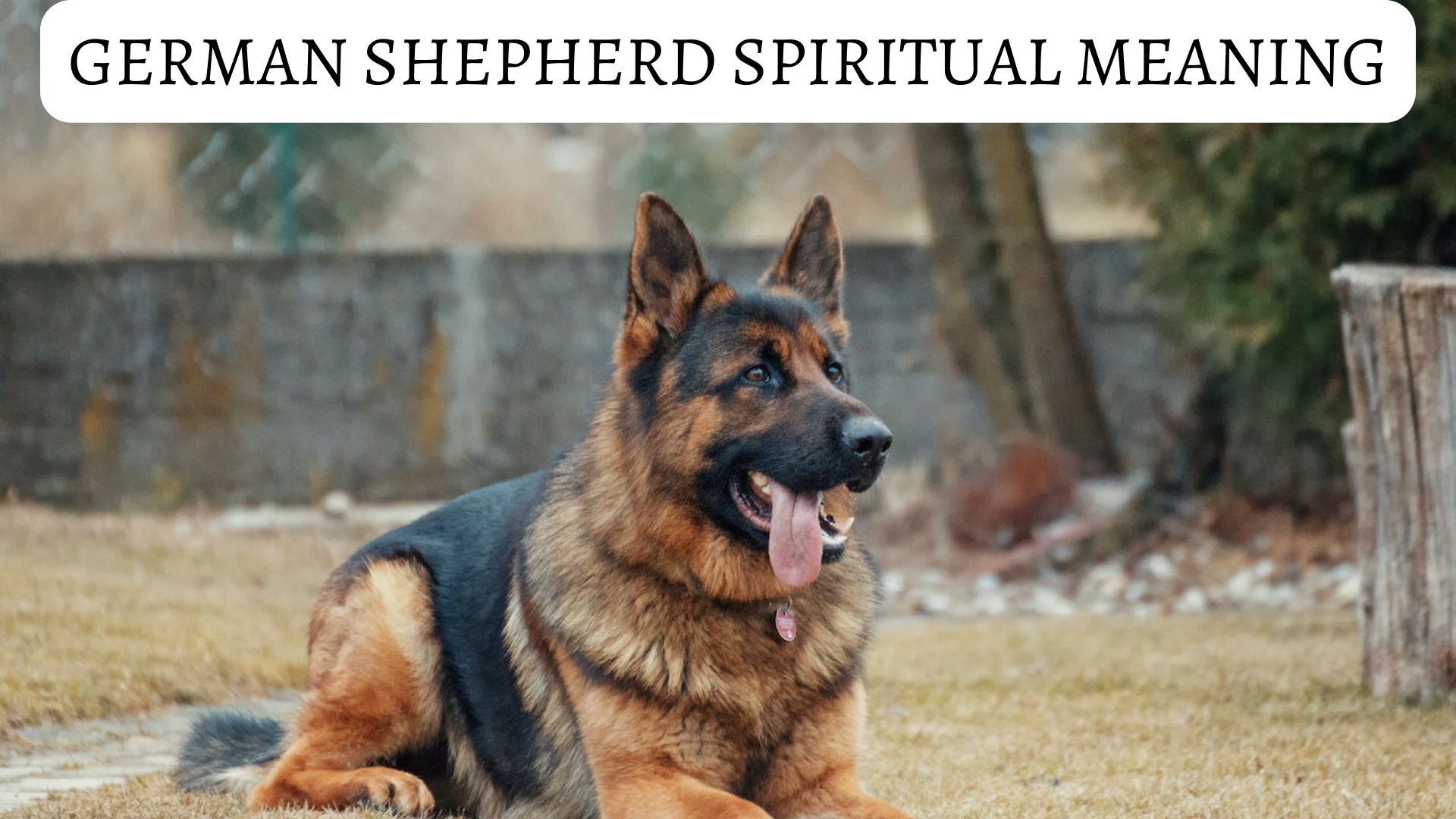 Dreaming of a German Shepherd? Unpack the meaning of your German Shepherd dream! 1 Dreaming of a German Shepherd? Unpack the meaning of your German Shepherd dream!