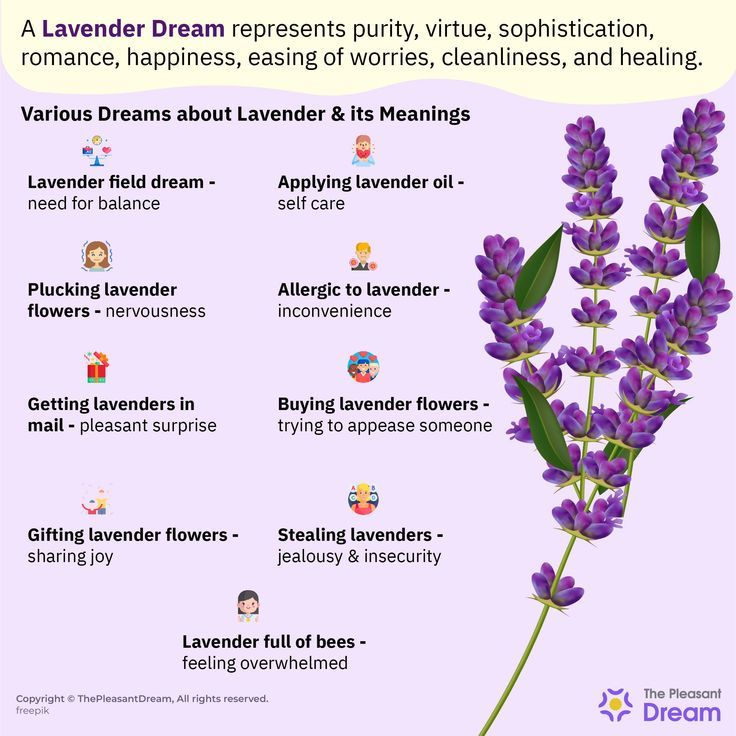 Dreaming of Lavender? Heres Your Lavender Dream Meaning 2 Dreaming of Lavender? Heres Your Lavender Dream Meaning