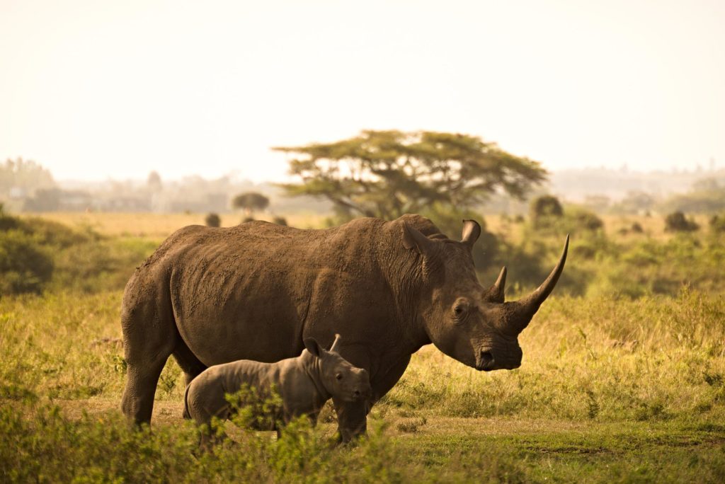 Rhinoceros Dream Meaning: What Does It Really Mean? 3 Rhinoceros Dream Meaning: What Does It Really Mean?