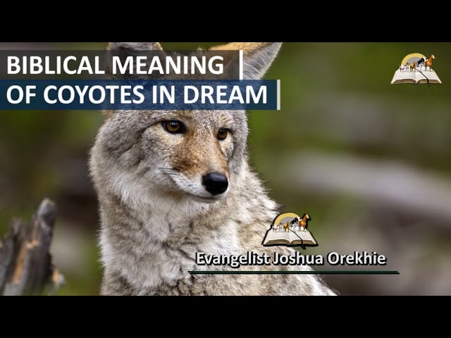 Coyote Dream Meaning: Unpacking the Spiritual Message of Coyotes 5 Coyote Dream Meaning: Unpacking the Spiritual Message of Coyotes