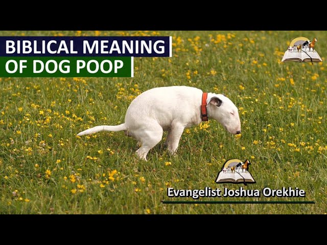 Dreaming of Dog Feces What Does It Mean? Simple Explanation for Everyone! 2 Dreaming of Dog Feces What Does It Mean? Simple Explanation for Everyone!