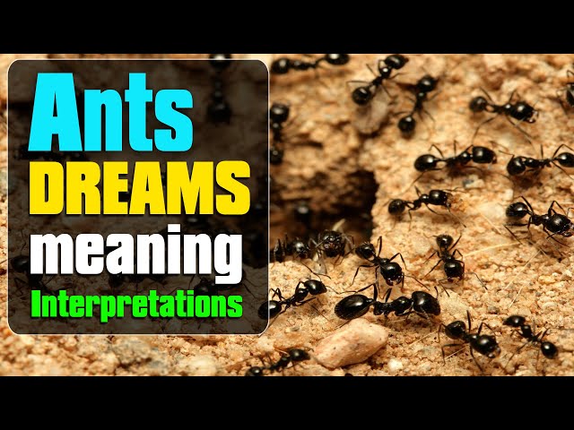 Seeing Ants in Dream Meaning: Easy Interpretation and What to Do Next 1 Seeing Ants in Dream Meaning: Easy Interpretation and What to Do Next
