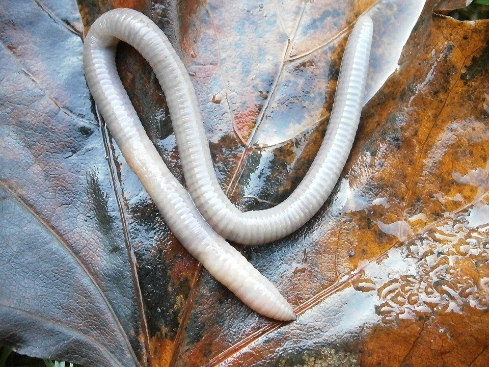What Do White Worms In Dreams Mean? Simple Explanations Of White Worms Dream Meaning 1 What Do White Worms In Dreams Mean? Simple Explanations Of White Worms Dream Meaning