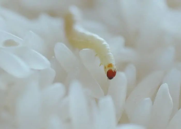 What Do White Worms In Dreams Mean? Simple Explanations Of White Worms Dream Meaning 2 What Do White Worms In Dreams Mean? Simple Explanations Of White Worms Dream Meaning