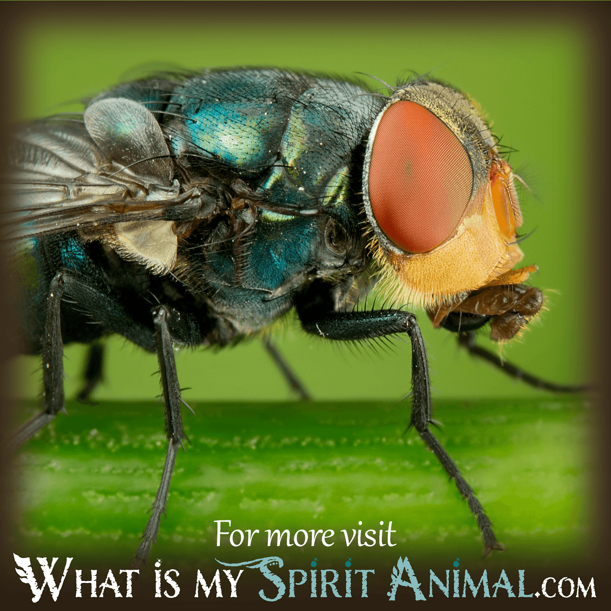 Dream Meaning Flies: What Does It Mean When You Dream About Flies? 2 Dream Meaning Flies: What Does It Mean When You Dream About Flies?