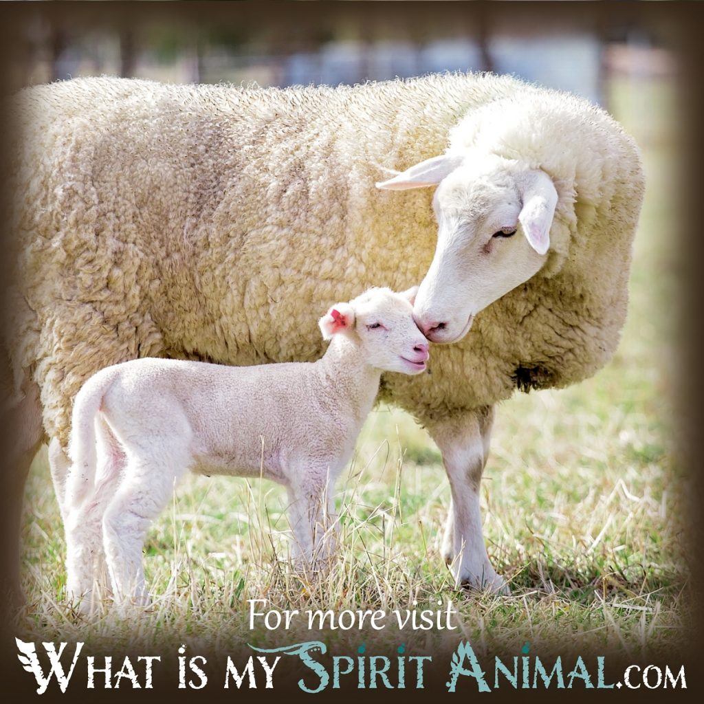 Dream Meaning of Sheep: Find Out What Your Dream Really Means Right Now! 1 Dream Meaning of Sheep: Find Out What Your Dream Really Means Right Now!