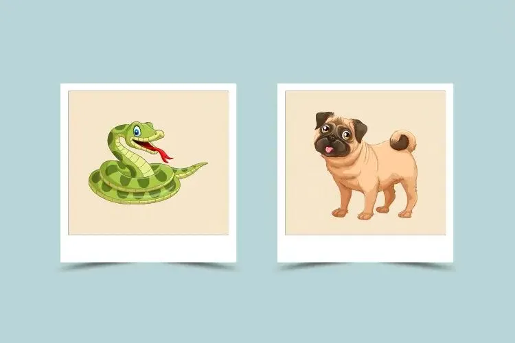 Dog and Snake in Chinese Zodiac: Do They Get Along? Compatibility Insights 1 Dog and Snake in Chinese Zodiac: Do They Get Along? Compatibility Insights