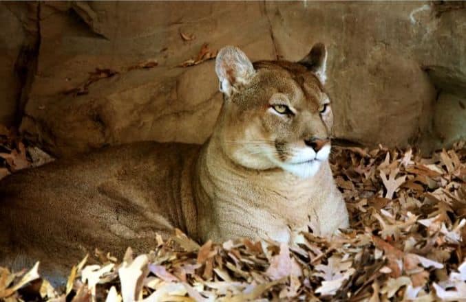 Seeing a Mountain Lion in Dream Meaning? Find Out What It Means 1 Seeing a Mountain Lion in Dream Meaning? Find Out What It Means