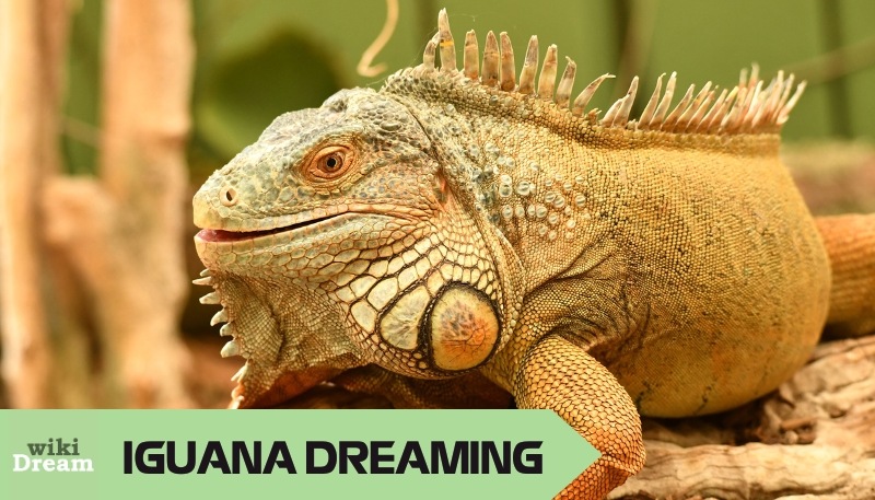 Iguana Dream Meaning: What Does It Really Mean? Uncover The Secrets Now! 1 Iguana Dream Meaning: What Does It Really Mean? Uncover The Secrets Now!