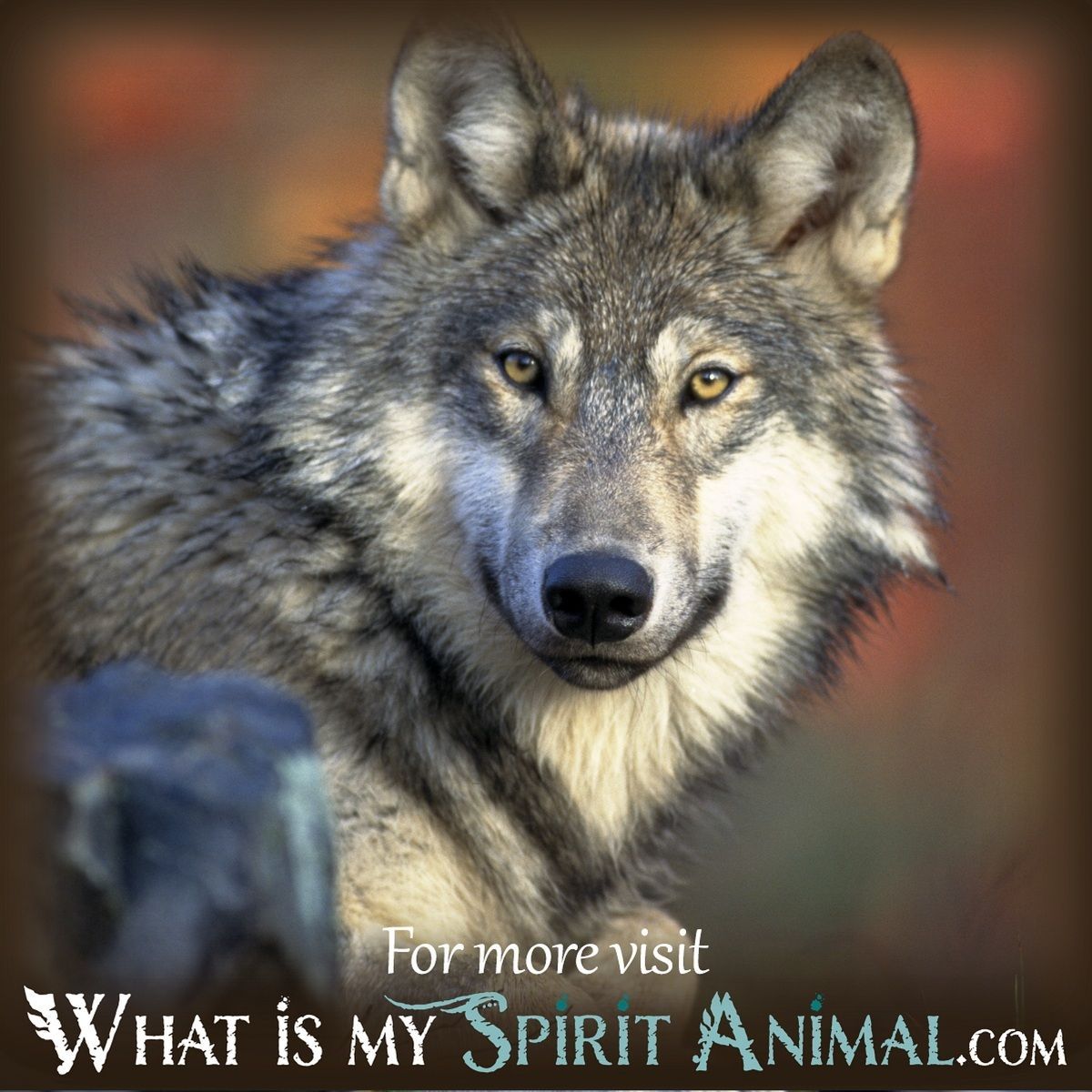 Unlock Your Dreams: Exploring Native American Wolf Dream Meaning. 1 Unlock Your Dreams: Exploring Native American Wolf Dream Meaning.
