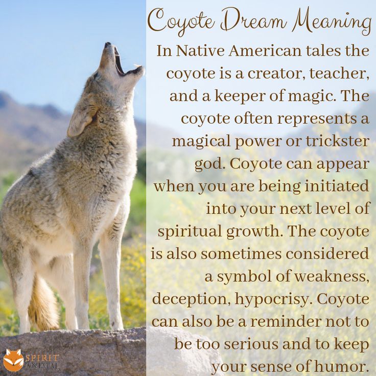 Coyote Dream Meaning: What is the Spiritual Meaning of Coyote Dreams
