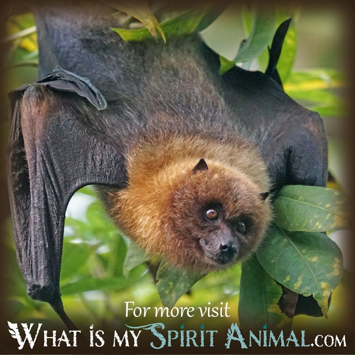 Bat in Dream Meaning: Find Out What Your Dream Really Means! 1 Bat in Dream Meaning: Find Out What Your Dream Really Means!