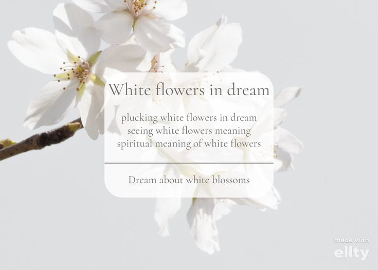 Dreaming of White Flowers What Does It Mean for You? 2 Dreaming of White Flowers What Does It Mean for You?