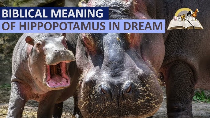 Unlock Your Dreams: Hippopotamus Dream Meaning Explained! 2 Unlock Your Dreams: Hippopotamus Dream Meaning Explained!