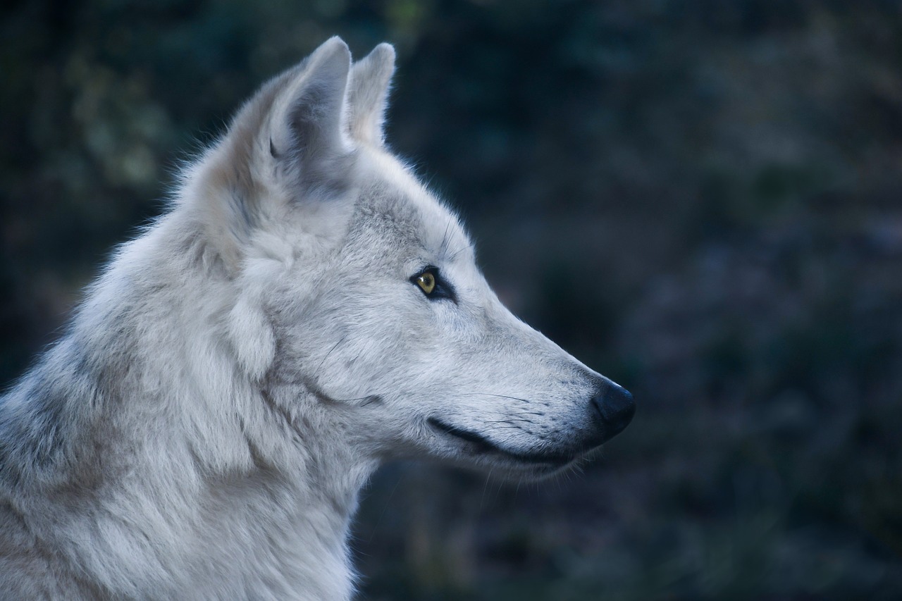 Unlock Your Dreams: Exploring Native American Wolf Dream Meaning. 2 Unlock Your Dreams: Exploring Native American Wolf Dream Meaning.