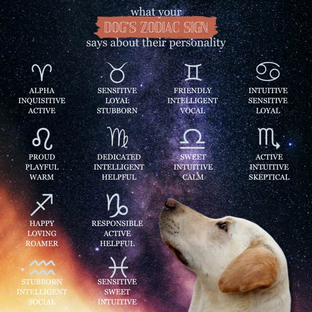 What Does Your Pitbull Zodiac Sign Say About Them? 2 What Does Your Pitbull Zodiac Sign Say About Them?