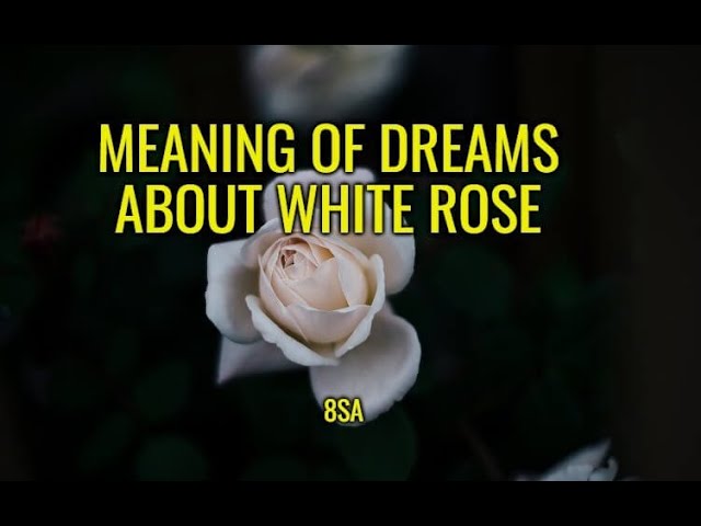 Bouquet of White Roses Dream Meaning: Unlocking the Secrets Behind Your Dream! 2 Bouquet of White Roses Dream Meaning: Unlocking the Secrets Behind Your Dream!