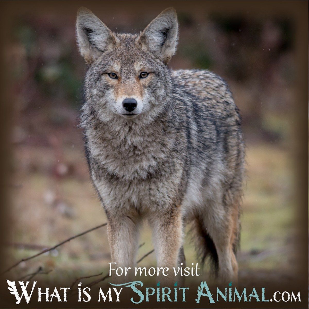 Dreams About Coyotes: Whats the Real Coyote Dream Meaning? 2 Dreams About Coyotes: Whats the Real Coyote Dream Meaning?