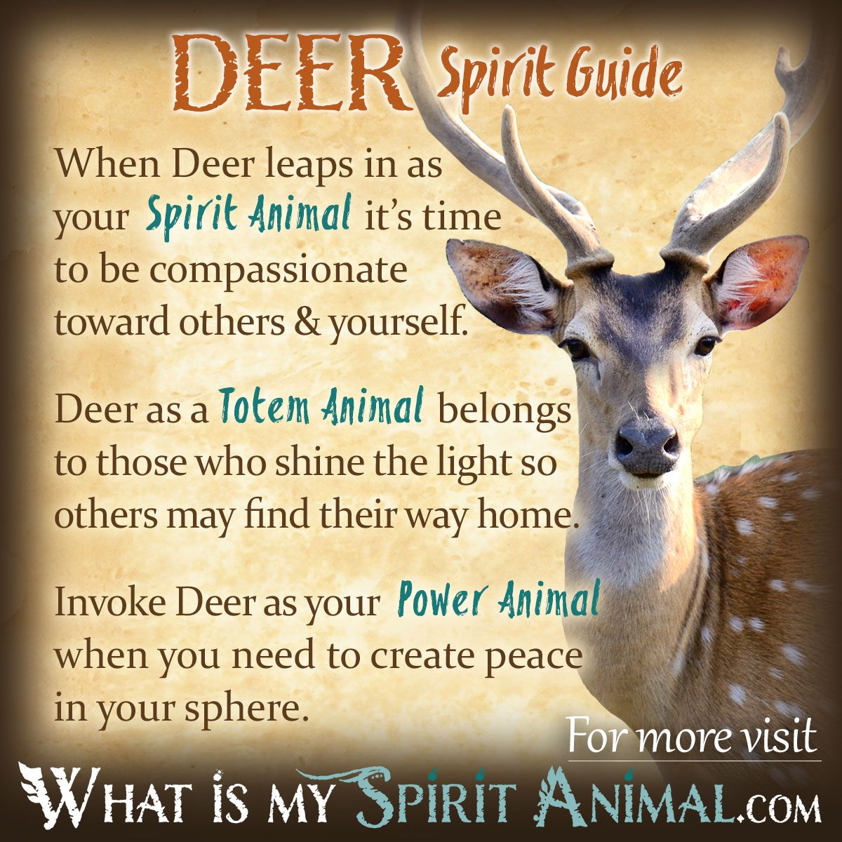 Deer in Dream Meaning: What Are the Spiritual Meanings? 1 Deer in Dream Meaning: What Are the Spiritual Meanings?