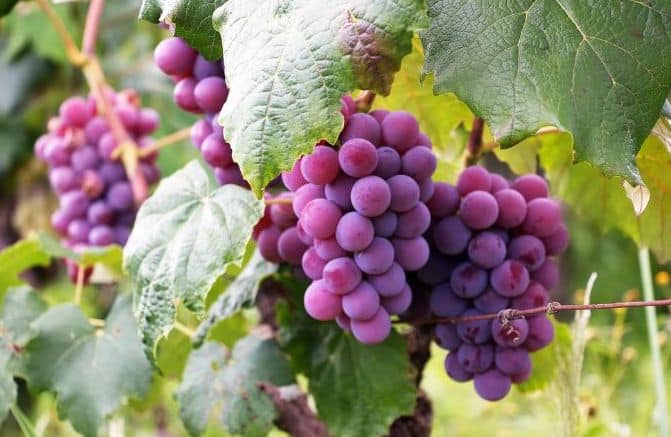 What do grapes dream meaning tell you? Find out now! 2 What do grapes dream meaning tell you? Find out now!