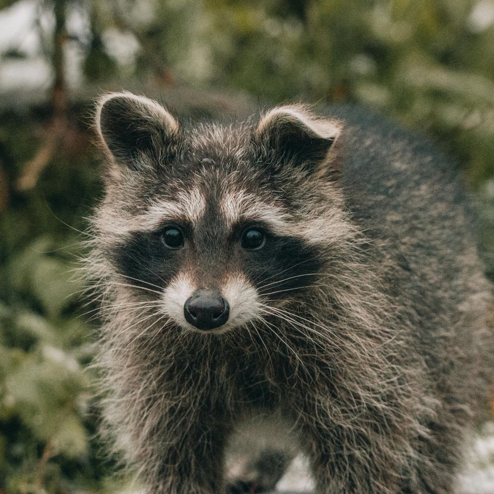 Decoding the racoon dream meaning! Here is how to interpret this common dream symbol. 1 Decoding the racoon dream meaning! Here is how to interpret this common dream symbol.