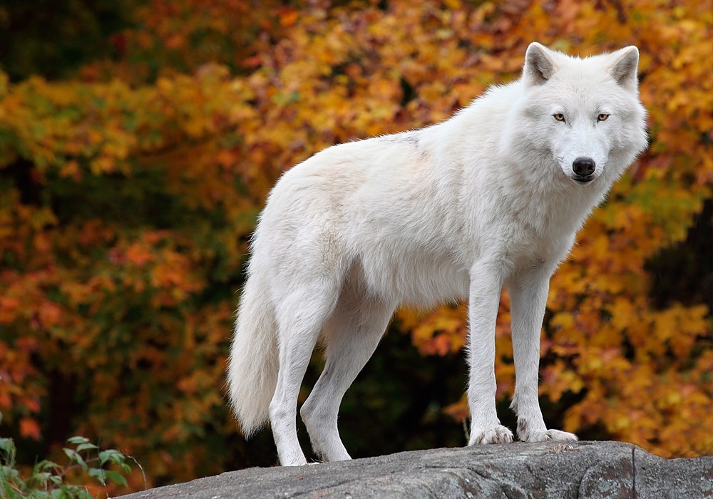 Dream Meaning White Wolf: Good Omen or Bad Sign? 1 Dream Meaning White Wolf: Good Omen or Bad Sign?