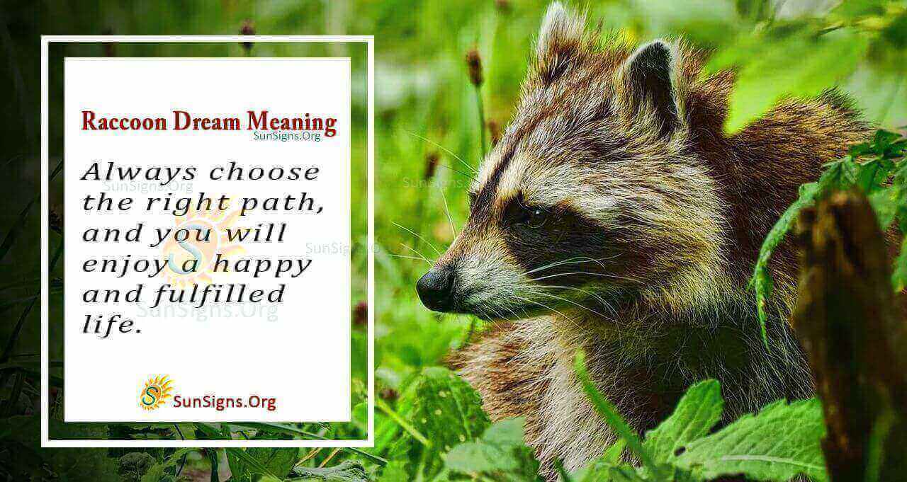 Decoding the racoon dream meaning! Here is how to interpret this common dream symbol. 2 Decoding the racoon dream meaning! Here is how to interpret this common dream symbol.